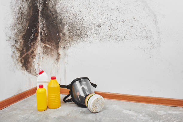 Best Professional Mold Removal  in Colon, MI