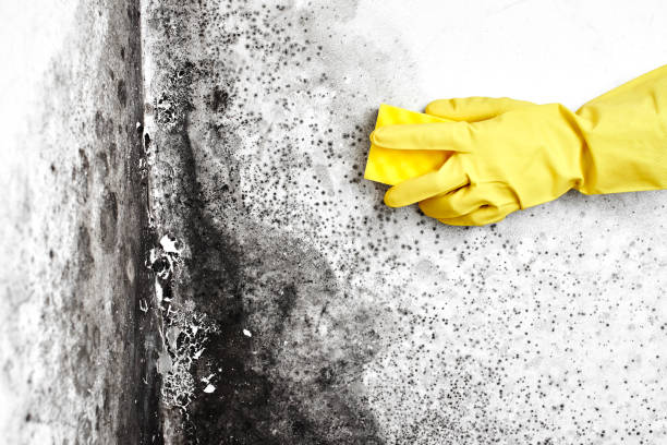  Colon, MI Mold Removal Pros