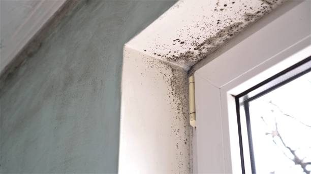 Best Mold Cleaning Services  in Colon, MI