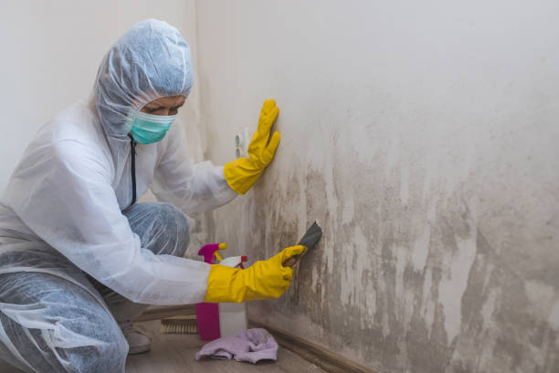 Best Toxic Mold Removal  in Colon, MI