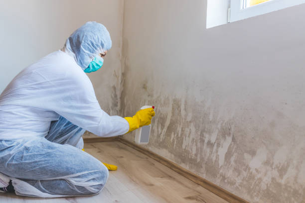 Best Attic Mold Removal  in Colon, MI