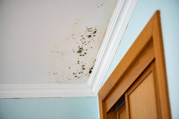 Best Same-Day Mold Removal  in Colon, MI