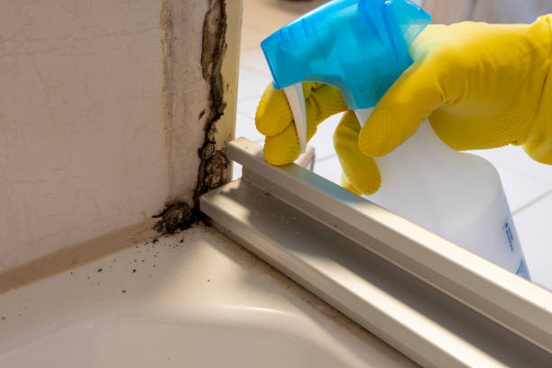 Best Affordable Mold Removal  in Colon, MI