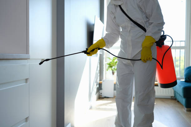 Best Local Mold Removal Service  in Colon, MI