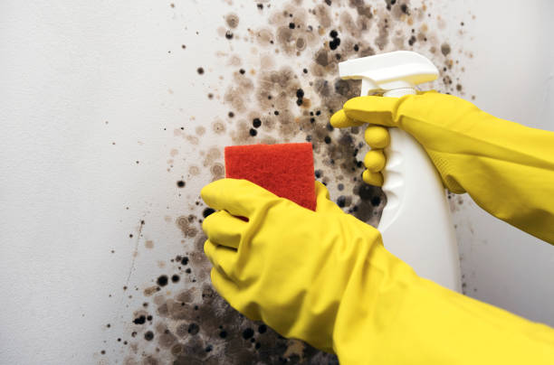 Best Local Mold Removal Service  in Colon, MI