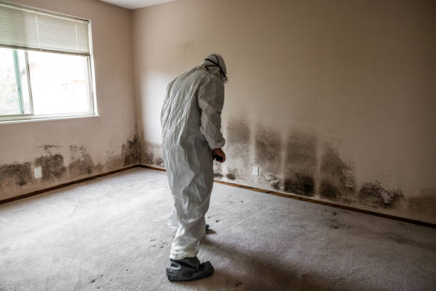 Best Commercial Mold Removal  in Colon, MI