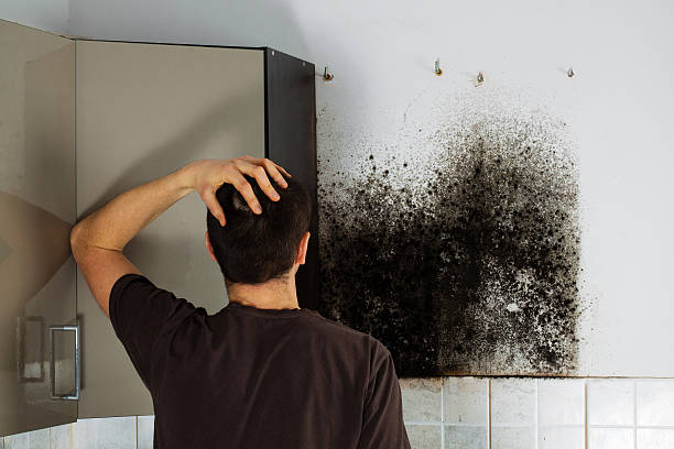 Office Mold Removal Services in Colon, MI