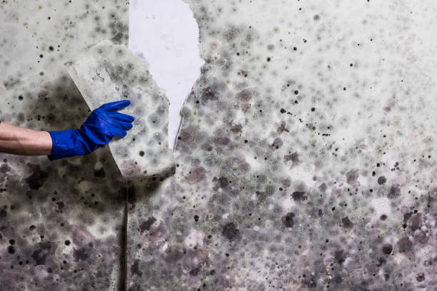 Best Office Mold Removal Services  in Colon, MI