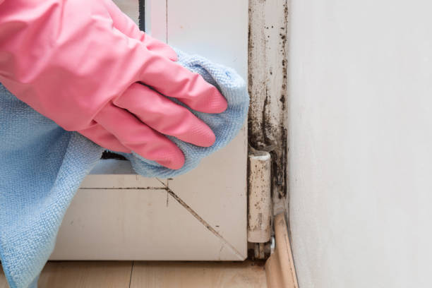 Trusted Colon, MI Mold Removal Experts