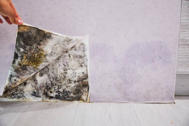 Best Mold Removal Near Me  in Colon, MI